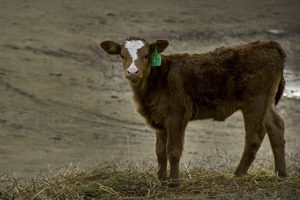 skcropinsurance's tweet photo. WLPIP – Calf Price Insurance policies are available starting next week; Tuesday, February 2, 2021. Contact your local SCIC office or visit https://t.co/sIU2PNxzPB for more information. #SaskAg #skbeef #WLPIP @SaskCattlemens @SK_StockGrowers https://t.co/jqt1fbQNL6