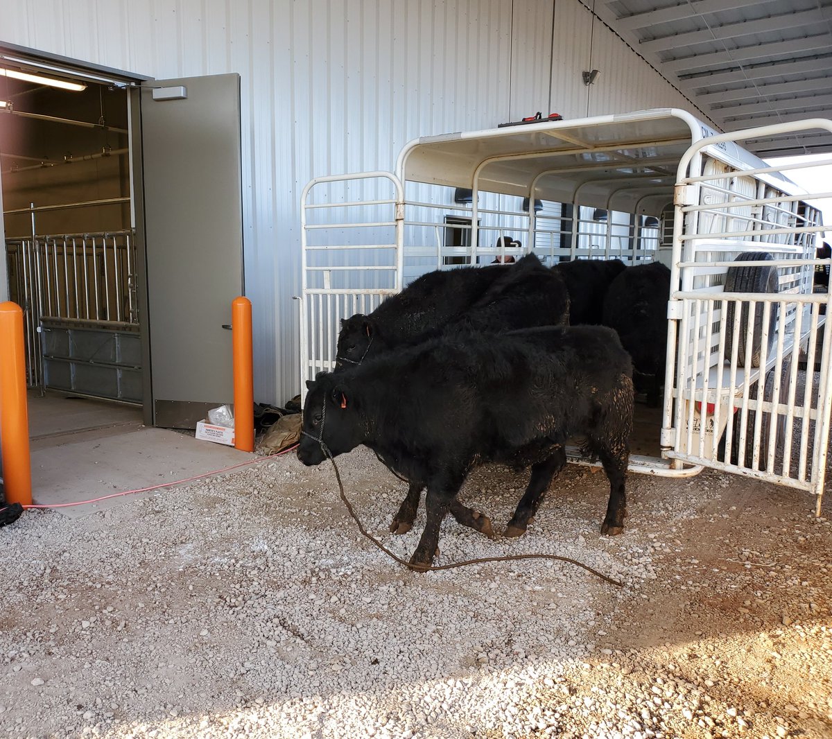 andrewpfoote's tweet photo. Today we moved the first animals into our new @okstate_ag Animal Nutrition and Physiology building. We will now start the long process of getting a group of cattle ready for a @USDA_NIFA funded project that will also use the @okstateafs Willard Sparks Beef Research Center. https://t.co/Alpu2zYXbA