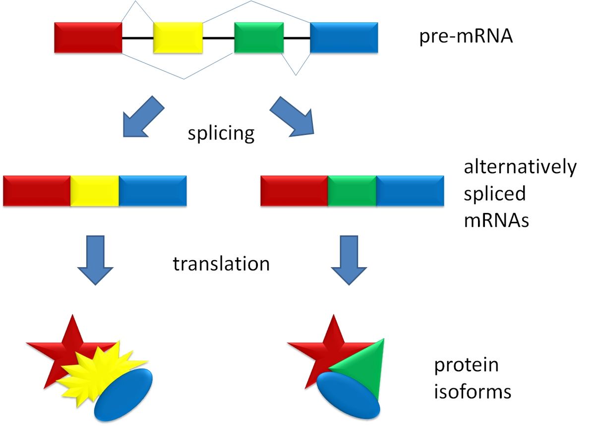 5/ But there is something called alternative splicing. The high-level view is that genes can code for multiple proteins. SRS has a hard time picking up on the full picture because the genetic material needs to be broken up rather than understanding the longer chain.