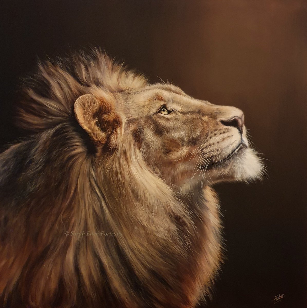 Well, I think I may have finally finished my beautiful lion! I hope you all like him and please feel free to share, share, share!!
Photo ref: Connie Lemperle

'John I: Into The Light', oil on board, 20 x 20'

#lions #lionart #bigcats #wildlife #oilpainting #artforsale #buyart