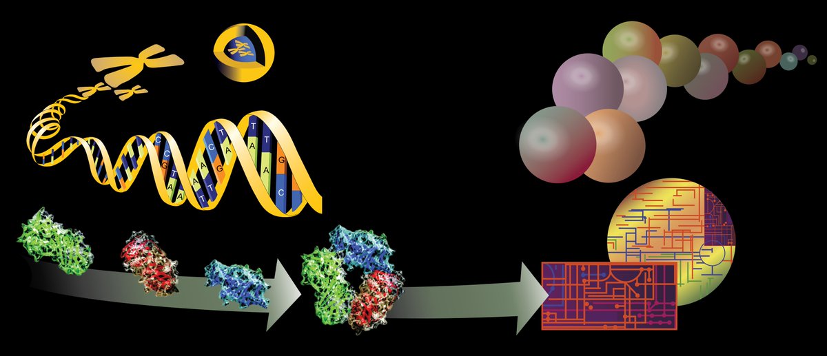 Eric Fauman (he/him) (@eric_fauman) on Twitter photo Job Alert!
My team <a href="/pfizer/">Pfizer Inc.</a> uses omics, genetics and image data to develop new medicines for cardiovascular disease.
We need 2 more biologists of a computational stripe, 1 for NGS/omics & 1 for human genetics
Apply here
pfizer.wd1.myworkdayjobs.com/en-US/PfizerCa…
or DM for details Job Alert!
My team <a href="/pfizer/">Pfizer Inc.</a> uses omics, genetics and image data to develop new medicines for cardiovascular disease.
We need 2 more biologists of a computational stripe, 1 for NGS/omics & 1 for human genetics
Apply here
pfizer.wd1.myworkdayjobs.com/en-US/PfizerCa…
or DM for details