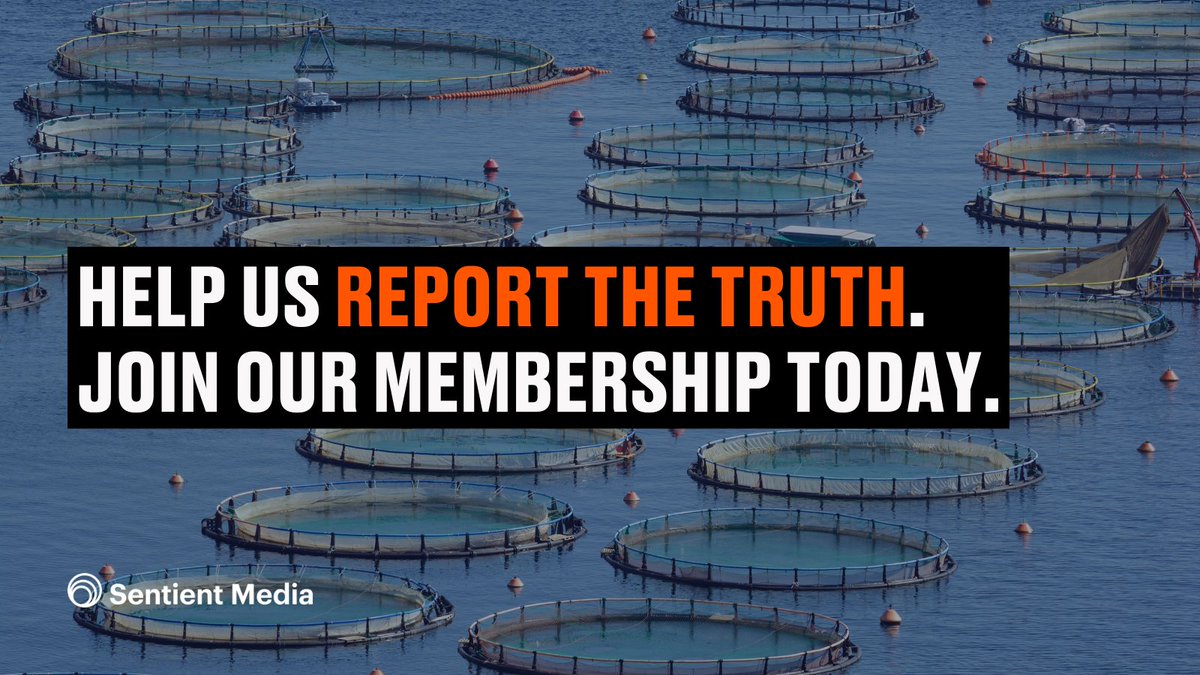 The effects of the  #fishing industry are underreported, but we are dedicated to taking a closer look and reporting the truth.Your support helps us go even further. Join our membership program today and gain access to events & exclusive content. 16/16  https://sentientmedia.org/donate 