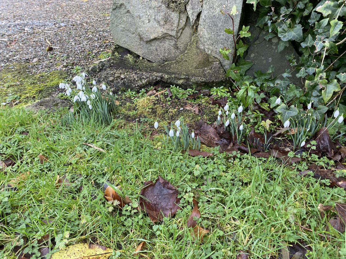 mshanley_m's tweet photo. Day 29 #100daysofwalking #MovewithTrisha #snowdrops #springintheair #AroundRoughty #RoughtyRiver #SheenRiver #flatcalm #Reenagross #FridayFeeling #Lockdown3 #staysafe @100DaysOfWalkin @WAWHour https://t.co/1dxDfHJ36D