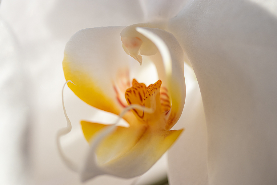 thepowerpathinc's tweet photo. An important day to focus on some self-care going inward, and making any forward movement by taking purposeful baby steps. Be #present with #conscious awareness of your physical #body and #environment. #thepowerpath, #thepowerpathinc https://t.co/VI7jeDeDtU