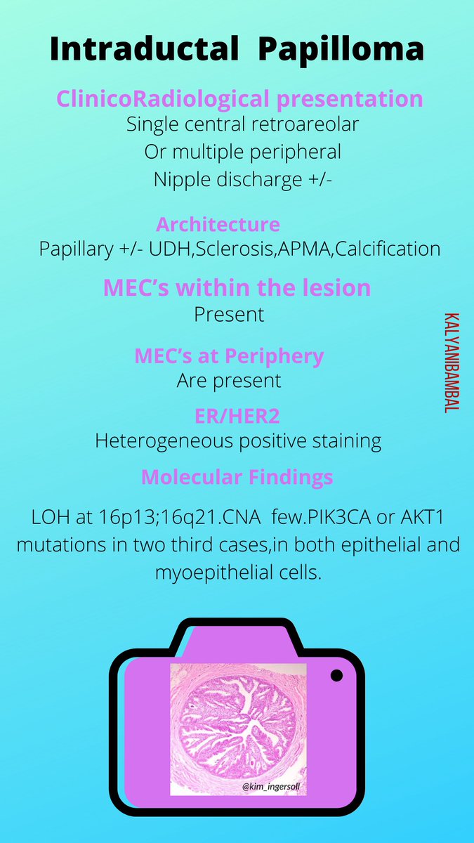 Infographics I made for Papillary Breast Lesions.Check out more in the thread below  #breastpath  #residents  @smlungpathguy  @JMGardnerMD  @nucleololailo  @ariella8  @thejourneymate  @DrGeeONE  @vi_monappa  @DraEosina  @Dramanyhassany1  @Alipathy  @luishcruzc
