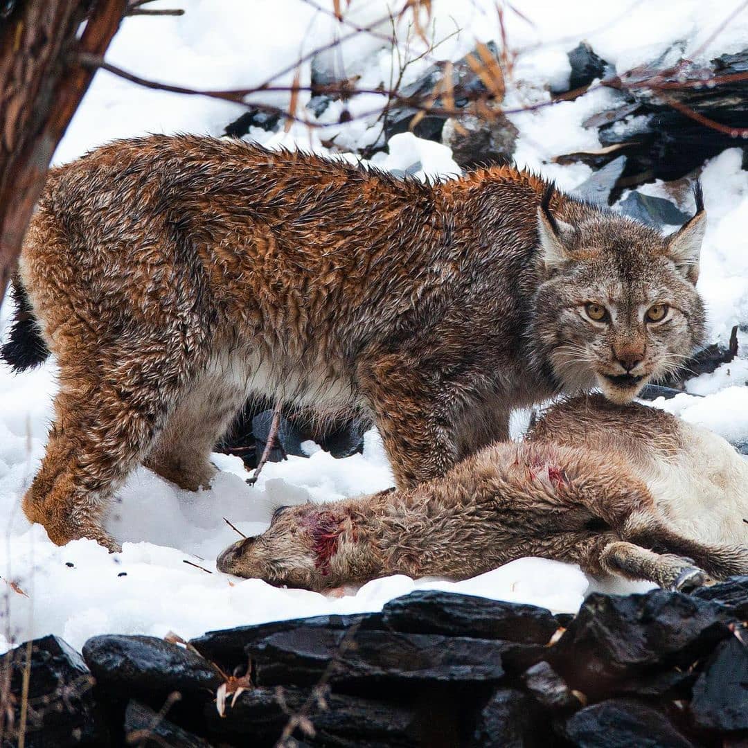 The extremely rare Himalayan Lynx feasting on its prey, Chitral 🇵🇰