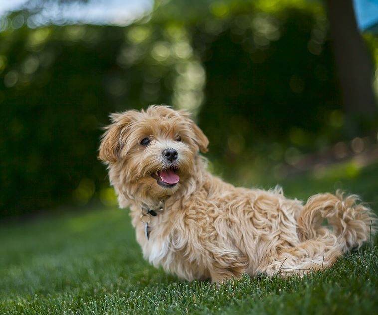 WeAcceptPets's tweet photo. York Lodge offers charming B&amp;B accommodation situated in its own self contained wing and is ideal for those who want a relaxing retreat away with their dog. 
York Lodge, Nether Wallop, Stockbridge, Hampshire.
https://t.co/78auAjj0LB
#Hampshire #BandB #DogFriendly #NetherWallop https://t.co/3u8AP6qH5A