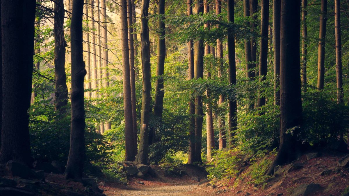 Take a break in a far away forest with this online tool. bit.ly/2JJThet #virtualtravel #travel #forests