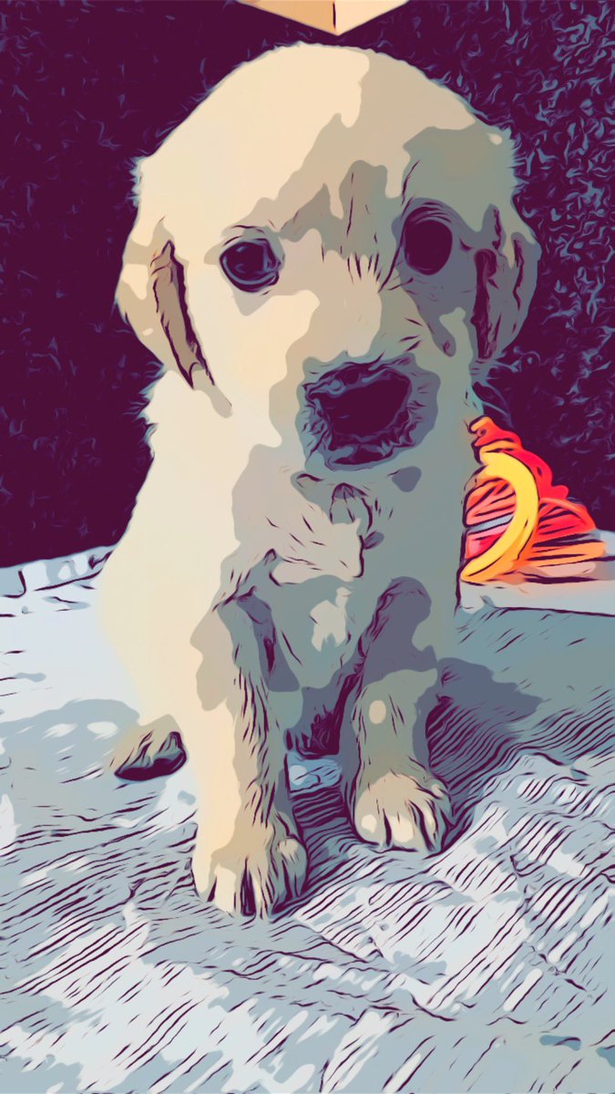 Accidentally turned my friend’s new puppy into a cartoon