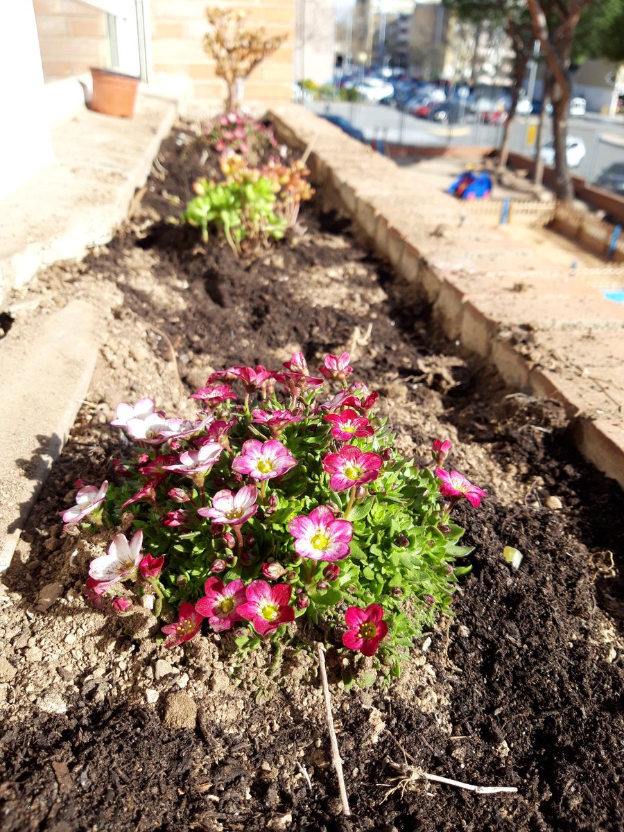 Educambient_'s tweet photo. Acabem la setmana a #escolalasseguidillas a @AjuntamentBadia amb els infants adequant les jardineres i preparant planter seguint amb el #projectebiodiversitat.
#educacioambiental #tallersbiodiversitat #escolaverda #educambient #verd #jardineres #hort https://t.co/o8d9KgTeFD