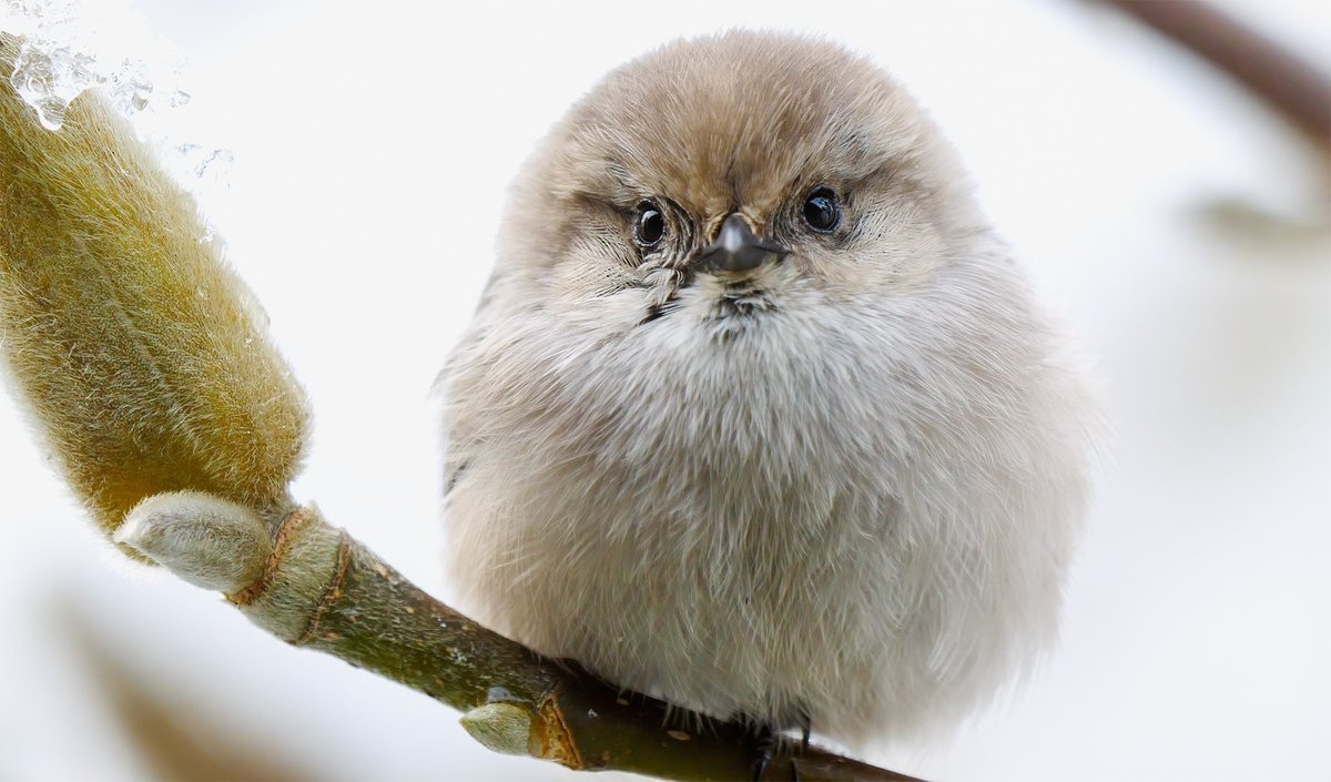 yvrblogger's tweet photo. Keeping abreast of bird names....Friday Muse Cheers2 might the twitterverse go all 'atwitter' about the bush tit?!?!
#Fridaymuse #allatwitter #BirdsSeenIn2021 #birds #naturesings https://t.co/6U5RtHQ2vE