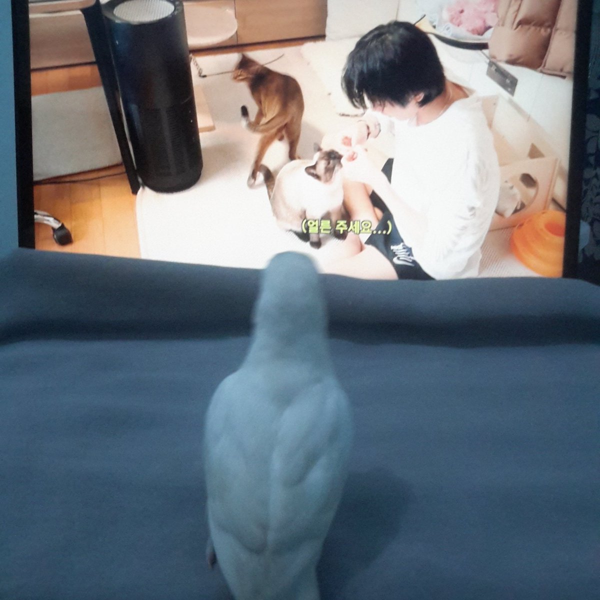 bbobeulisnow's tweet image. My cat is small and unique (?) at least she watches ten too #KitTENCamReact