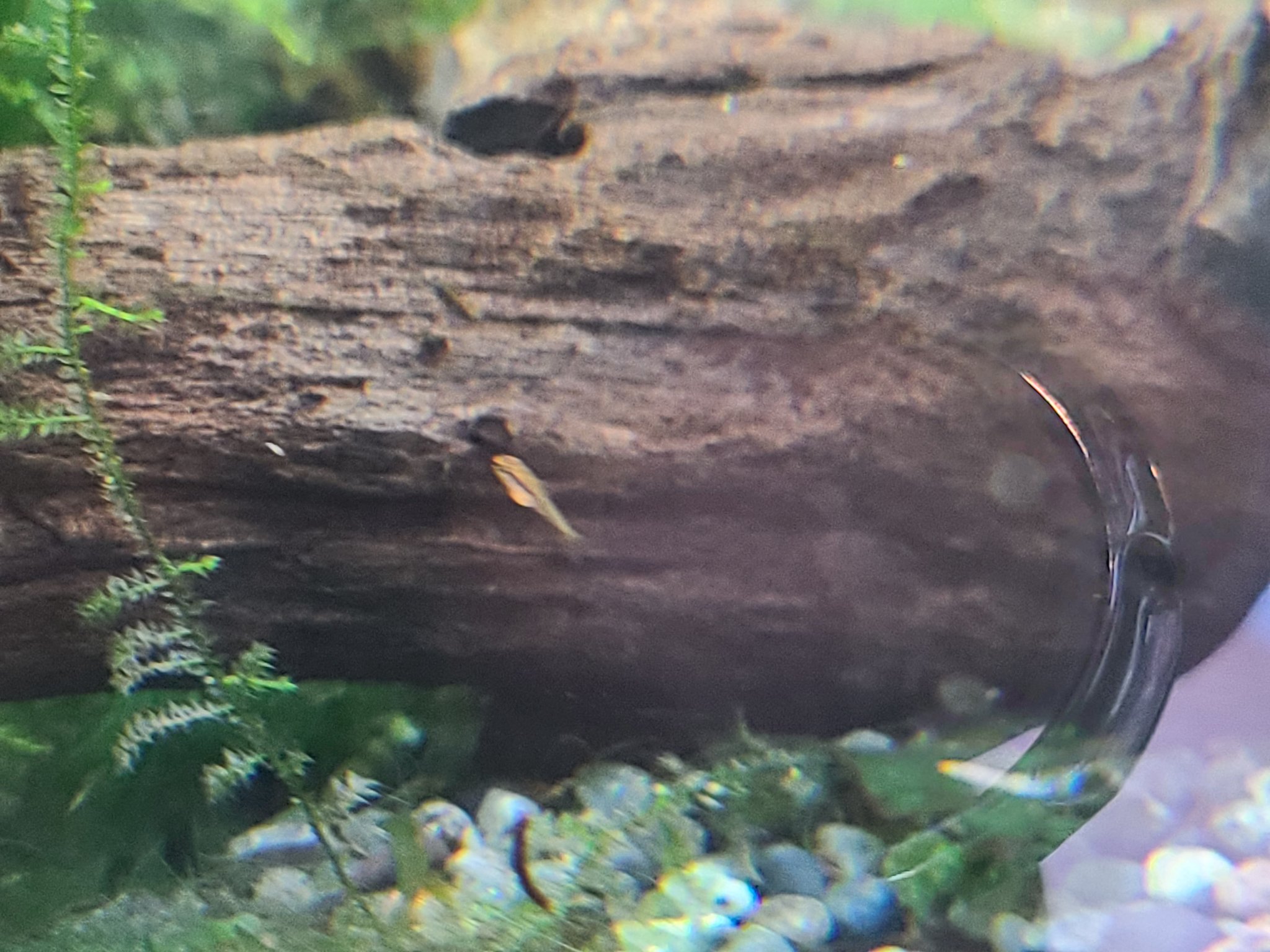 にじ 先日ニューギニアレインボー アカヒレ チェリーバルブの混泳 水槽をニューギニアレインボーだけにして 2種は移動してもらいました ヤマトヌマエビが50匹位いる水槽ですが なんとチェリーバルブの稚魚を発見 T Co Ztdiemvesd Twitter