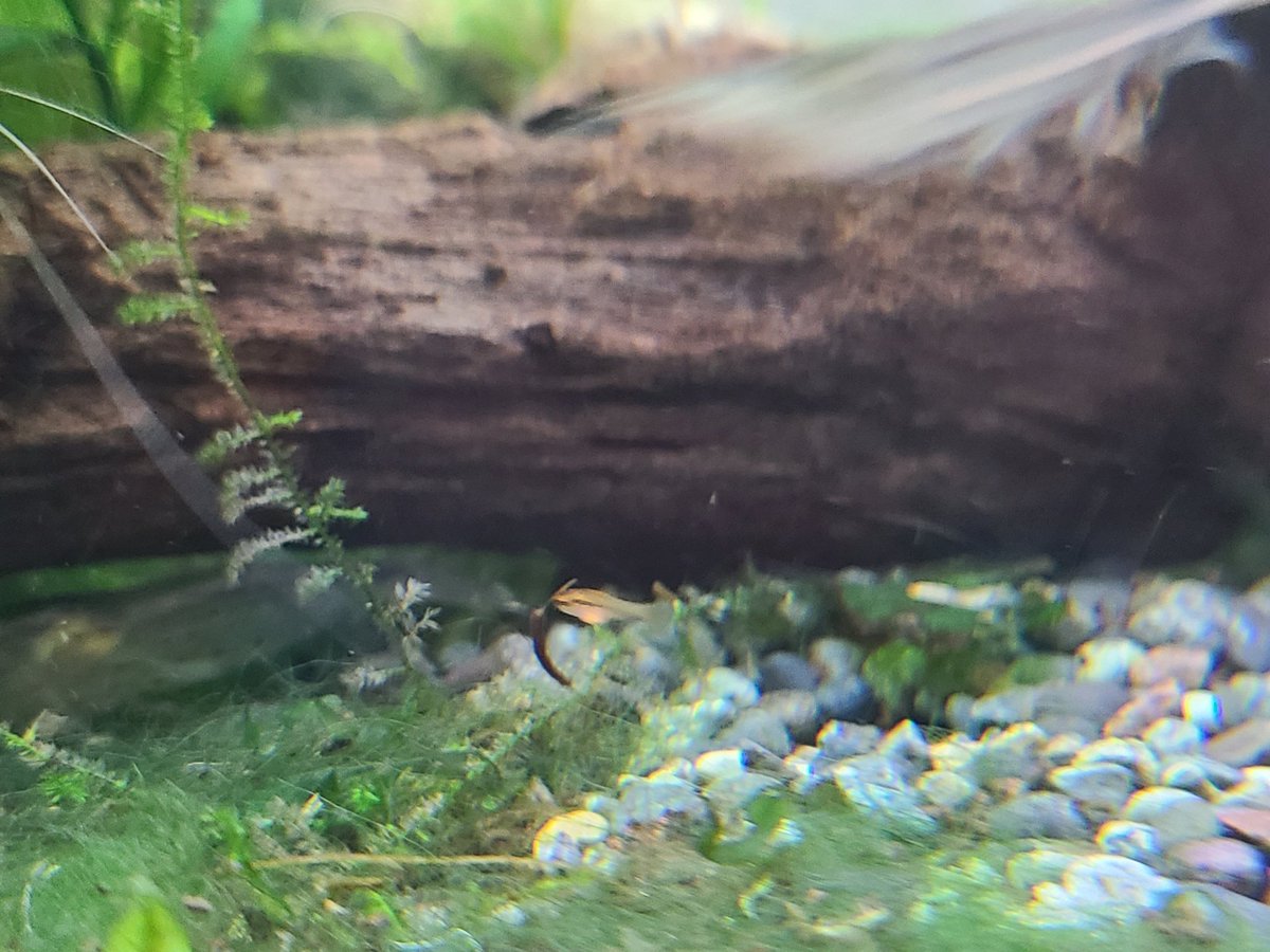 にじ 先日ニューギニアレインボー アカヒレ チェリーバルブの混泳水槽をニューギニアレインボーだけにして 2種は移動してもらいました ヤマトヌマエビが50匹位いる水槽ですが なんとチェリーバルブの稚魚を発見