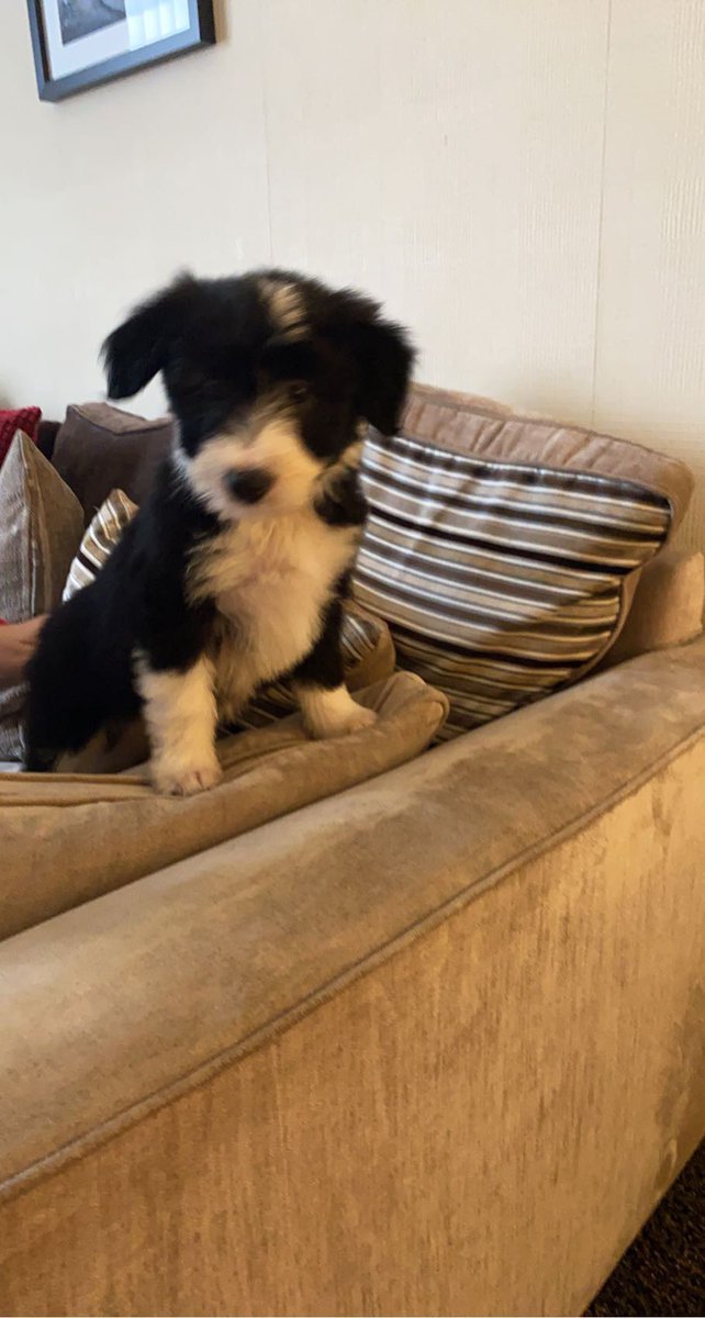 RobbieSwift72's tweet photo. New addition to the family 🐶 https://t.co/rNNQAaD1Z4