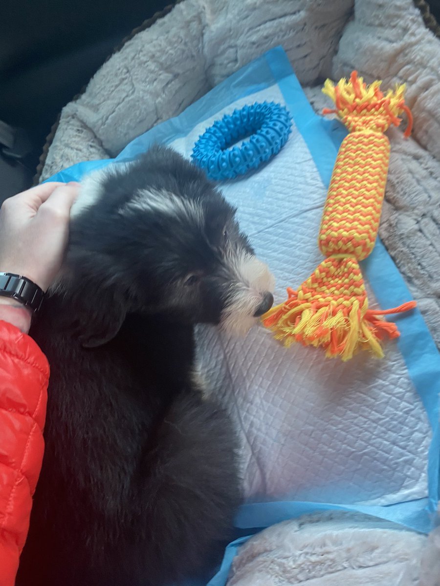 RobbieSwift72's tweet photo. New addition to the family 🐶 https://t.co/rNNQAaD1Z4