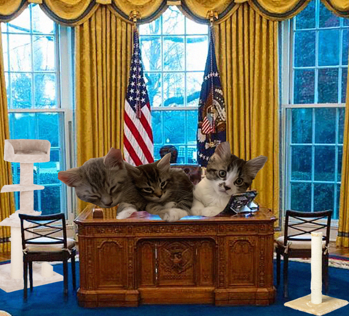 Humane Rescue tweet media