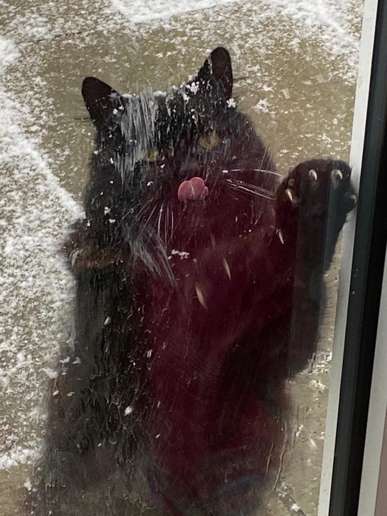 SimonsCat's tweet photo. Let Me In....Teddy wants to wish you a happy #caturday https://t.co/2G8OFq4CWC