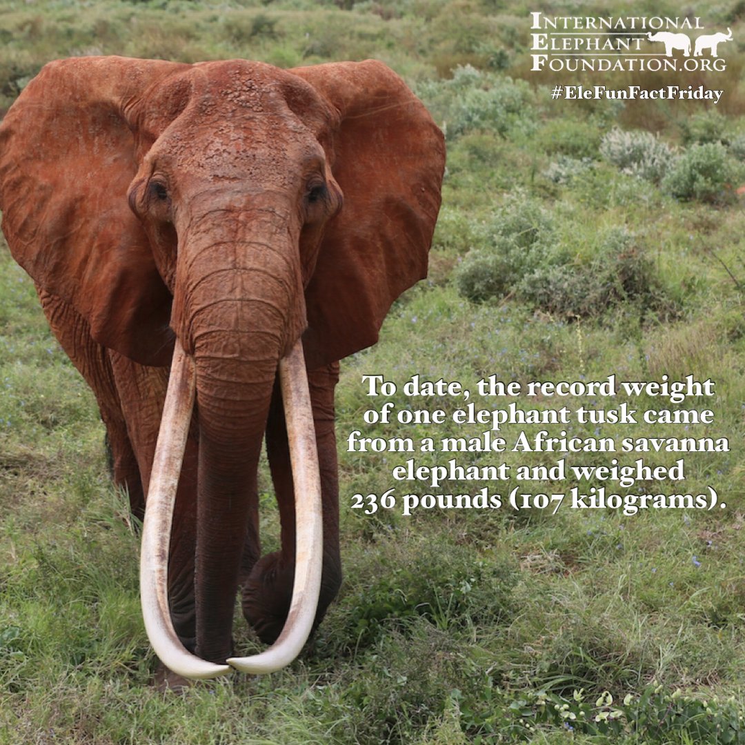 ElephantsIEF's tweet photo. Happy #EleFunFactFriday!
To date, the record weight of one elephant tusk came from a male African savanna elephant and weighed 236 pounds (107 kilograms).
#elephants #elefante #FunFactFriday #EleFunFact #FridayFeeling #EleFactFriday https://t.co/uDZMz3Dzmy