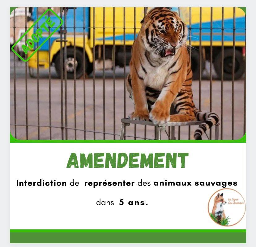 LigueDesAnimaux's tweet photo. ‼️VICTOIRE‼️

Dans 5 ans, la fin des animaux sauvages dans les cirques ! 

#PPLAnimaux
#CirquesSansAnimaux https://t.co/DDHemcJSab