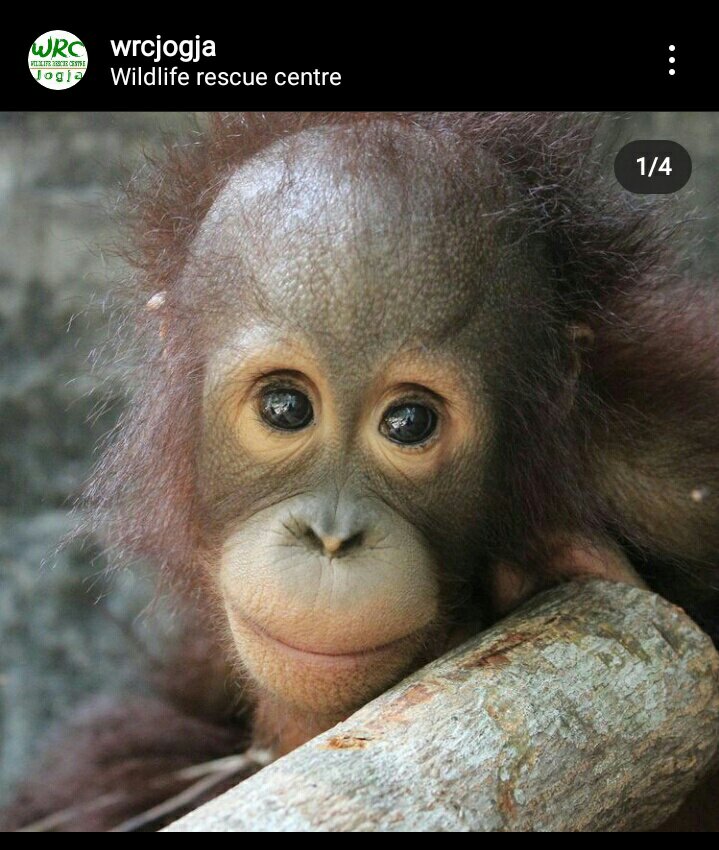 Hapidh_diSini's tweet photo. TWITTER PLEASE DO YOUR MAGIC! 😩
saya bukan siapa-siapa di WRC jogja. cuma kebetulan rumah saya dekat, dan memang saya juga senang dengan kegiatan konservasi seperti itu.   kabar buruknya adalah 150 satwa di wrc terancam keberlangsungan hidupnya, akibat dari pandemi covid19 ini. https://t.co/UQj56tk5hn