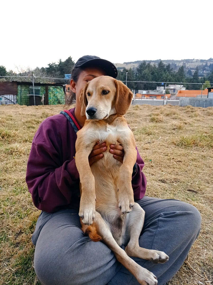 FundacionToby's tweet photo. Simón viene a pedir apoyo, todavía nos falta bastante para la renta, necesitamos mucho apoyo, este mes se ha complicado por varias razones.
Los queremos mucho ❤️

- SANTANDER
Cuenta: 60577008001
Clabe: 014180605770080014
Tarjeta: 5579070082854475

- Paypal
https://t.co/qCuOnglYHB https://t.co/mNbKdqt70q