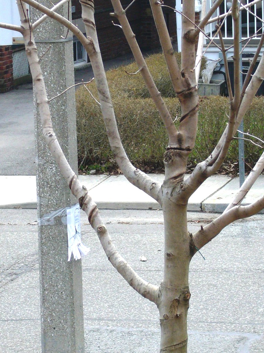 This is what happens when lights are left on trees. Does <a href="/TABIANews/">Toronto Association of BIAs (TABIA)</a> remind their BIA'S  to remove lights? Do community assoc'n's ? <a href="/CORRATORONTO/">CORRA TORONTO</a>  ? <a href="/GreenChurchesCA/">Green Churches</a> ? @DECAdiaries <a href="/PaulaFletcherTO/">Paula Fletcher</a> <a href="/cfshopsdonmills/">CF ShopsAtDonMills</a> <a href="/TorontoKia/">Toronto Kia</a> <a href="/BloorYorkville/">Bloor-Yorkville BIA</a> <a href="/Fontra/">FoNTRA</a> <a href="/TOtrees/">TREES TO PLEASE</a> <a href="/UrbForestCrimes/">Urban Forest Crimes</a>