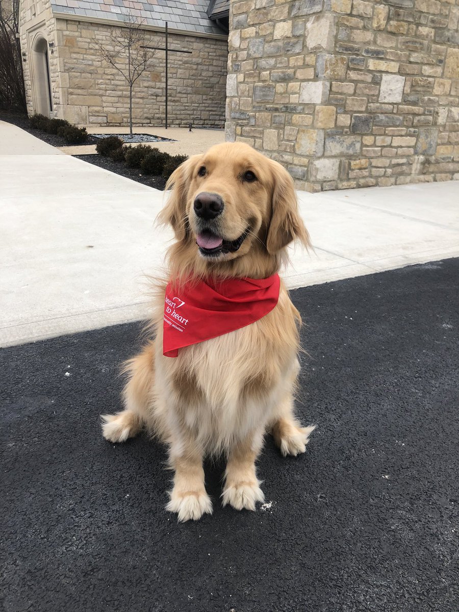 everydayrev's tweet photo. This is Max. His person walks him past us everyday and we LOOOVE him. This good boy put down his best stick long enough for us to get the perfect pic of our new pet swag. DM if your pet needs one and support our food pantry! #BestBoyEver #PetsofH2H #CovidCompanions https://t.co/kNc8k8xPJN