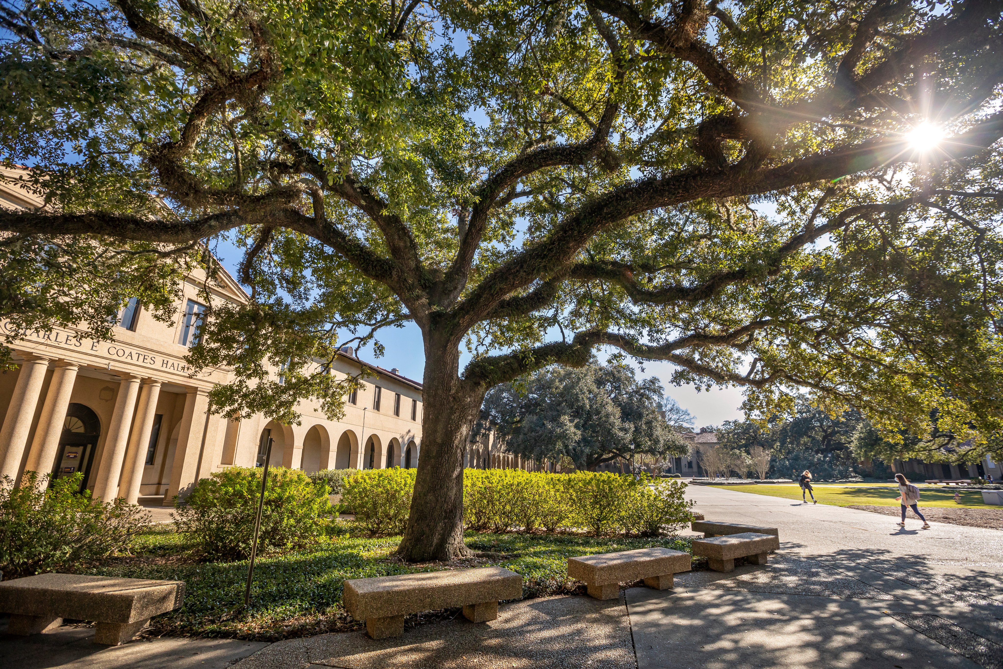 Historic oak tree with the sun shining through the branches in the Quad while students walk in the background.