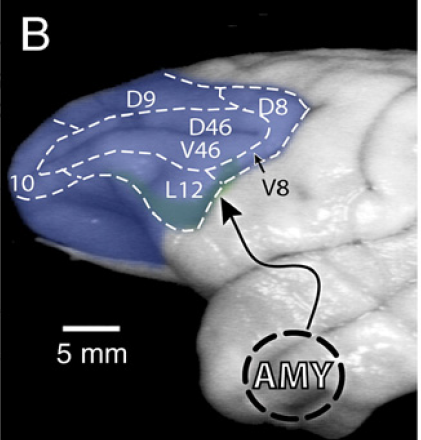 4) The strong connections between the amygdala and medial PFC and orbitofrontal cortex are well known.But the study also shows connections, although not very strong, even between lateral parts of PFC and basolateral amygdala.