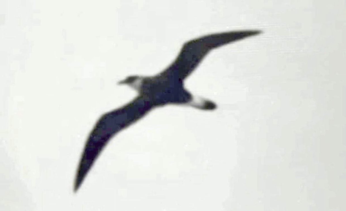 Black-capped Petrel, Pterodroma hasitata photographed at sea off Fogo by Herculano Dinis/Projecto Vito - 6th record for Capo Verde and 15th for Western Palearctic