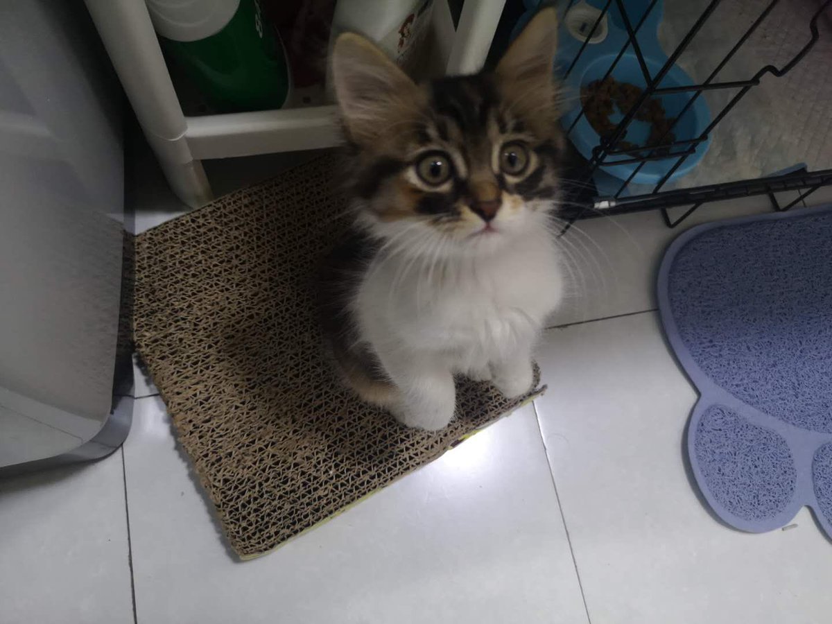 fouraffine's tweet photo. #野良猫から完全室内飼育になった猫beforeafter https://t.co/jUW2qbLZVm