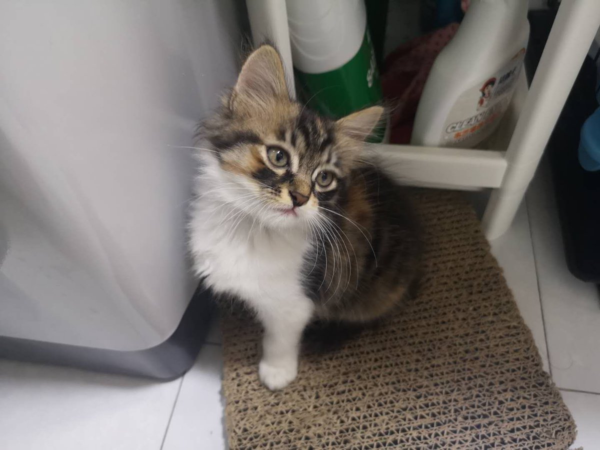fouraffine's tweet photo. #野良猫から完全室内飼育になった猫beforeafter https://t.co/jUW2qbLZVm