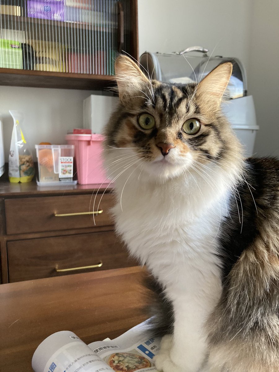fouraffine's tweet photo. #野良猫から完全室内飼育になった猫beforeafter https://t.co/jUW2qbLZVm