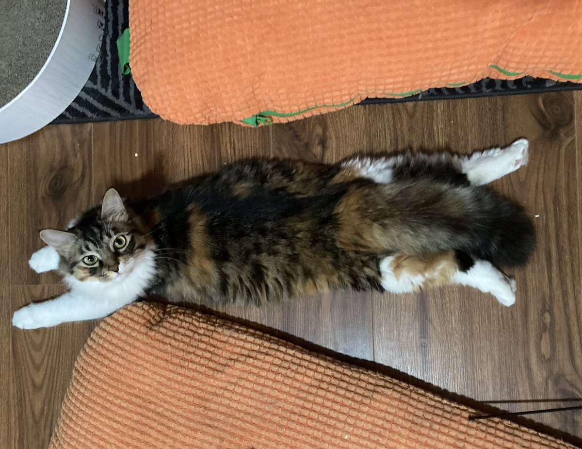 fouraffine's tweet photo. #野良猫から完全室内飼育になった猫beforeafter https://t.co/jUW2qbLZVm