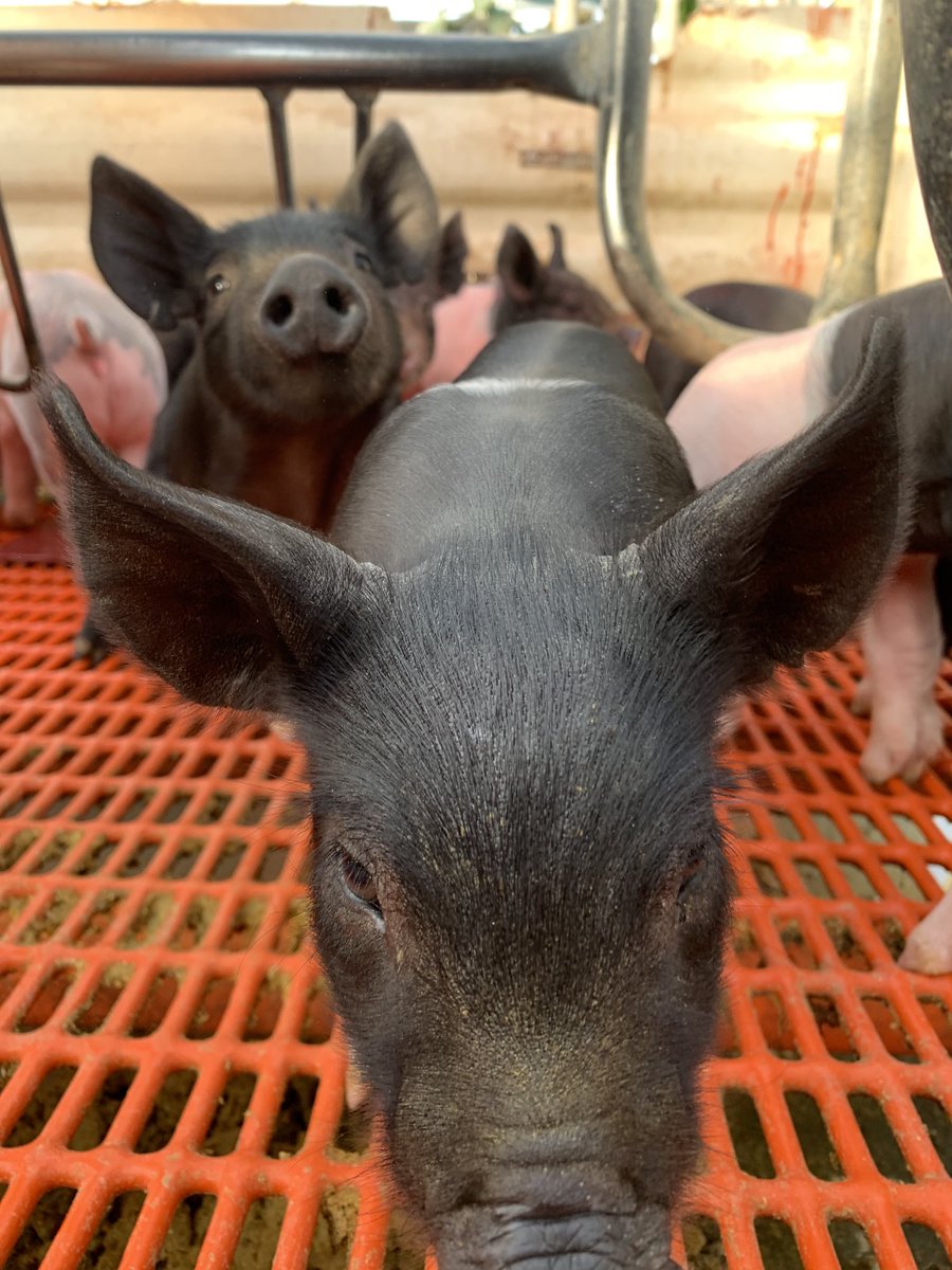 ThayerFFA's tweet photo. These guys want to remind you about the FFA Labor Auction tonight! Funds raised tonight will help to get them a more permanent home! (Although they like the greenhouse) 🐽 ⁦@ThayerCentral⁩ https://t.co/GdYkltRmIc