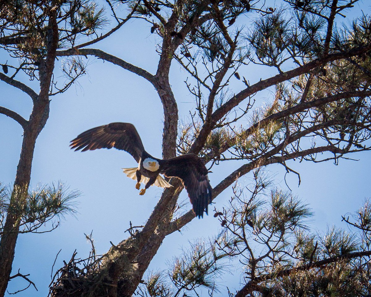 The was a bald eagle on the <a href="/BollesSchool/">The Bolles School</a> Ponte Vedra Beach campus today! What a cool thing for our kids to get to see at school!