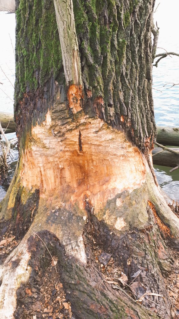 Jan Willems tweet media