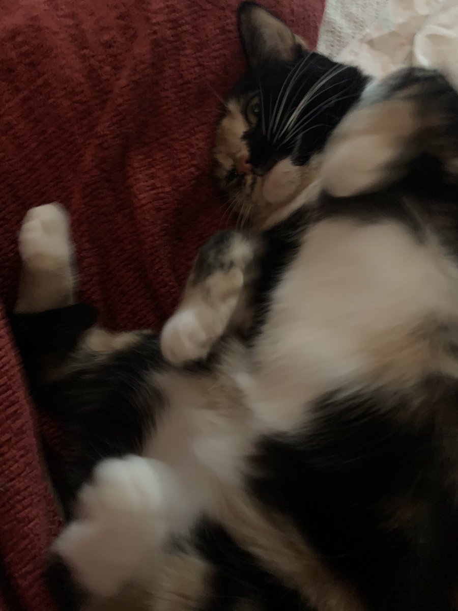 LaneyNaling's tweet photo. kitttieeeeee cat https://t.co/G7b7NP4BVn