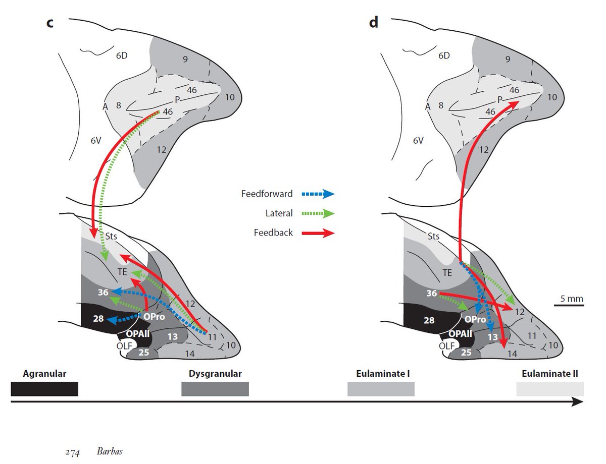 6) Briefly, regions with similar differentiation in lamination (4, 5, 6, cortical layers) tend to form small, medium, and large scale cortical circuits.