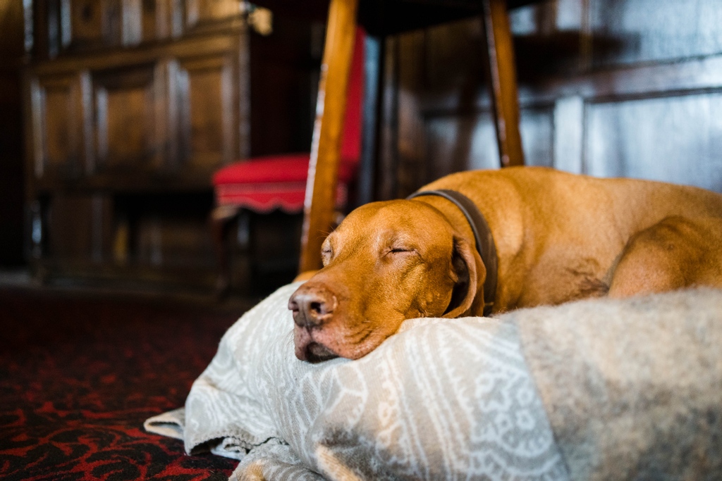 CharlBurnPhoto's tweet photo. I am going to go as far as to say Loki was probably the best-behaved wedding guest I have ever met 🤭 Probably because he was enjoying the copious amount of doggie treats the wonderful team @lygoncotswolds kept him stocked up with 😆😍

#weddingdogs #cotswoldweddings https://t.co/4DBV2h5Bum