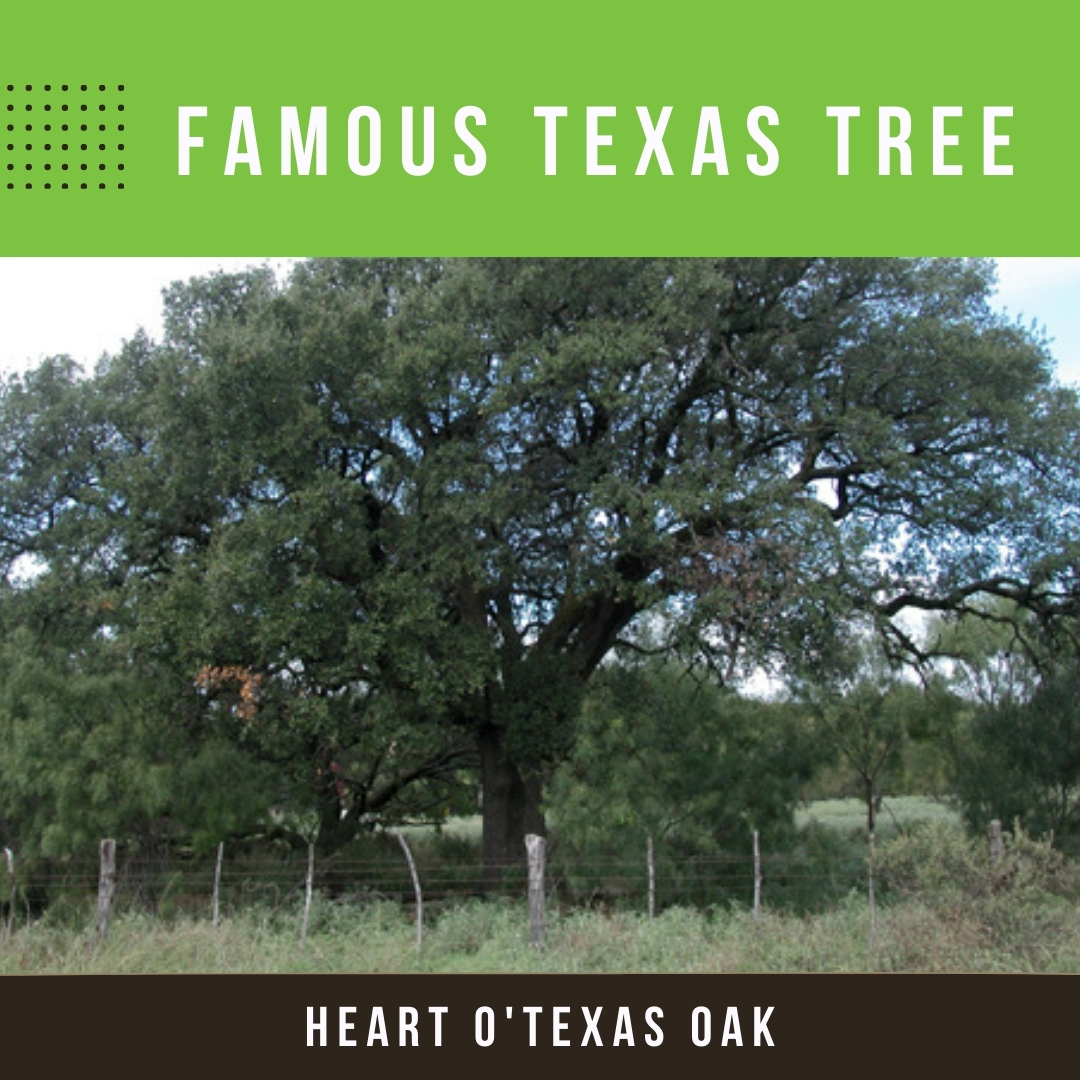 This live oak tree near the town of Mercury has attracted attention because it is located at the exact geographical center of the State of Texas. It is located on Ranch Road 1028 on private property. Special thanks to Texas A&amp;M Forest Service and The Texas A&amp;M University System.