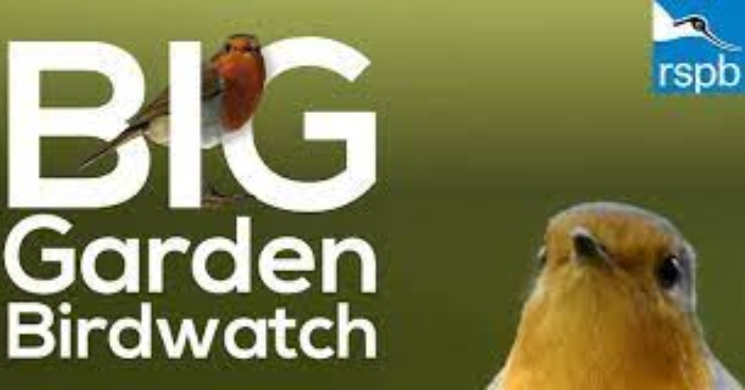 Are you taking part in the Big Garden Birdwatch this weekend? Please share your photographs, stories or information about which birds you have seen.