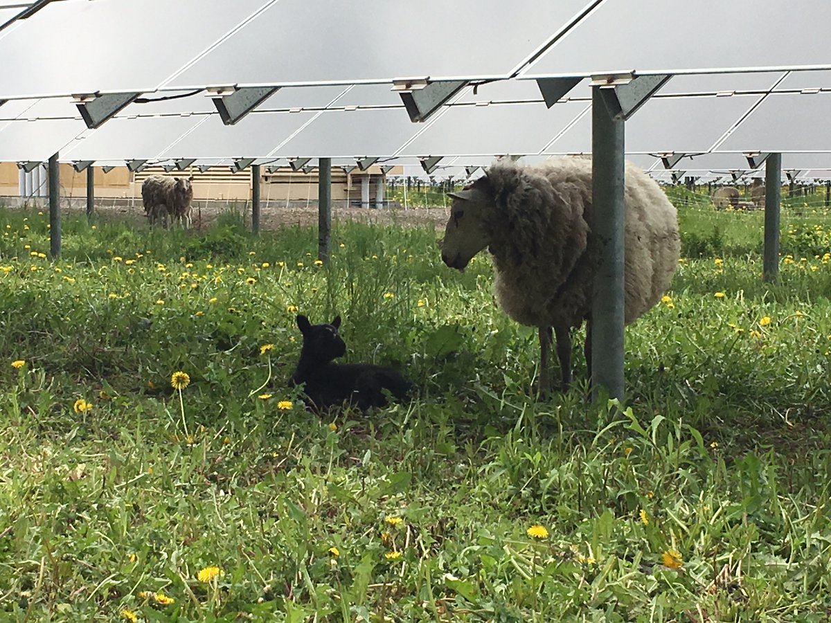 I know many farmers see solar power sites as an eyesore. Truth be told, I did too, until we realized we could actually farm them. Here's a thread on how  @kinburnsheep and I graze solar sites 1/many