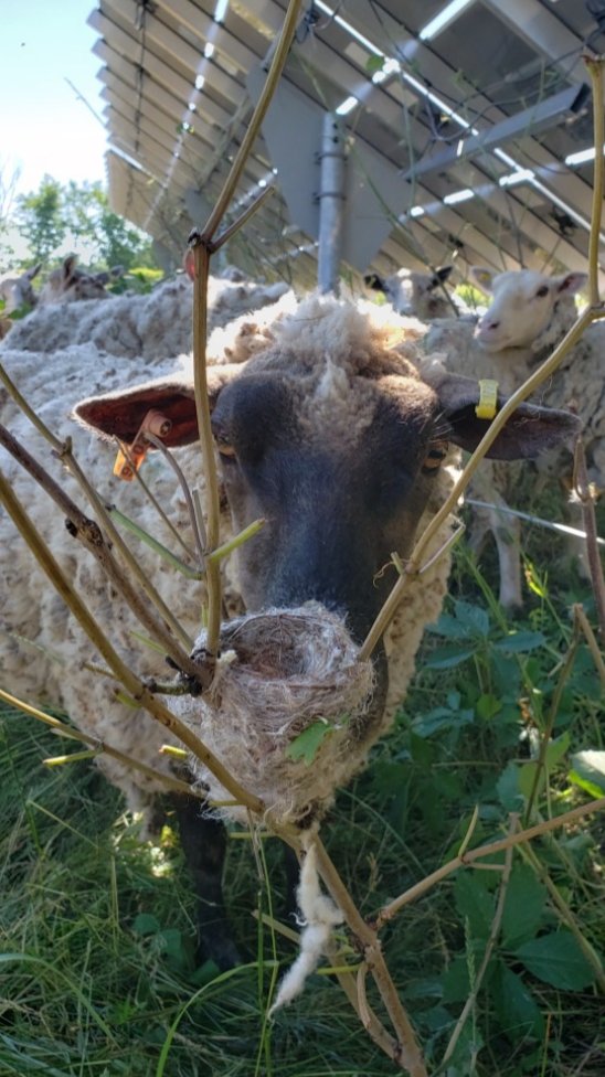 The joining of sheep and solar means farmland is still producing food. And plenty of energy. And honey. And habitat. The ground stays covered. The sheep fertilize. Because we manage the grazing, there's always food and shelter for pollinators 4/ many