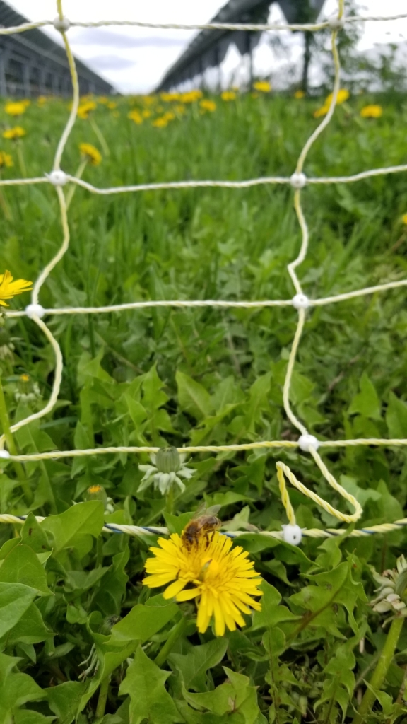 The truth is, solar sites still grow a heckuva lot of plants. The panels provide shade and shelter for sheep, and the perennial ground cover provides habitat for bees, birds, and plenty of insects. The idea of "scorched earth" solar sites is completely inaccurate 2/many