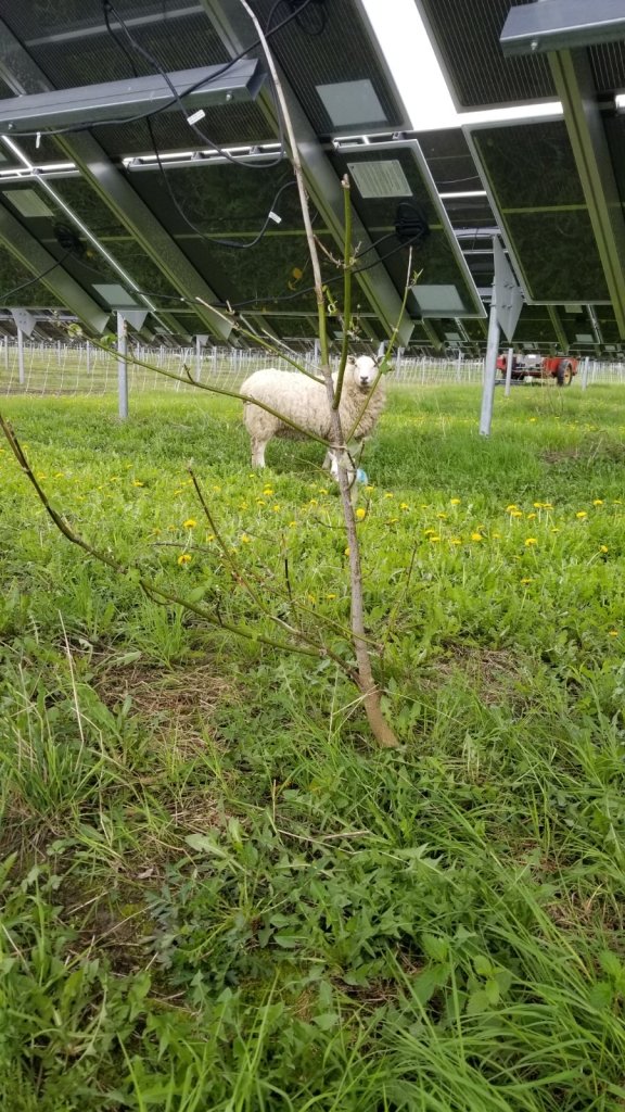 Solar sites require vegetation abatement in some form. On the 200 acre site we currently graze (but do not own), we have eliminated herbicide use (though reserve the option), and eliminated all mechanical mowing except to make hay for the ewes. We're paid to graze.