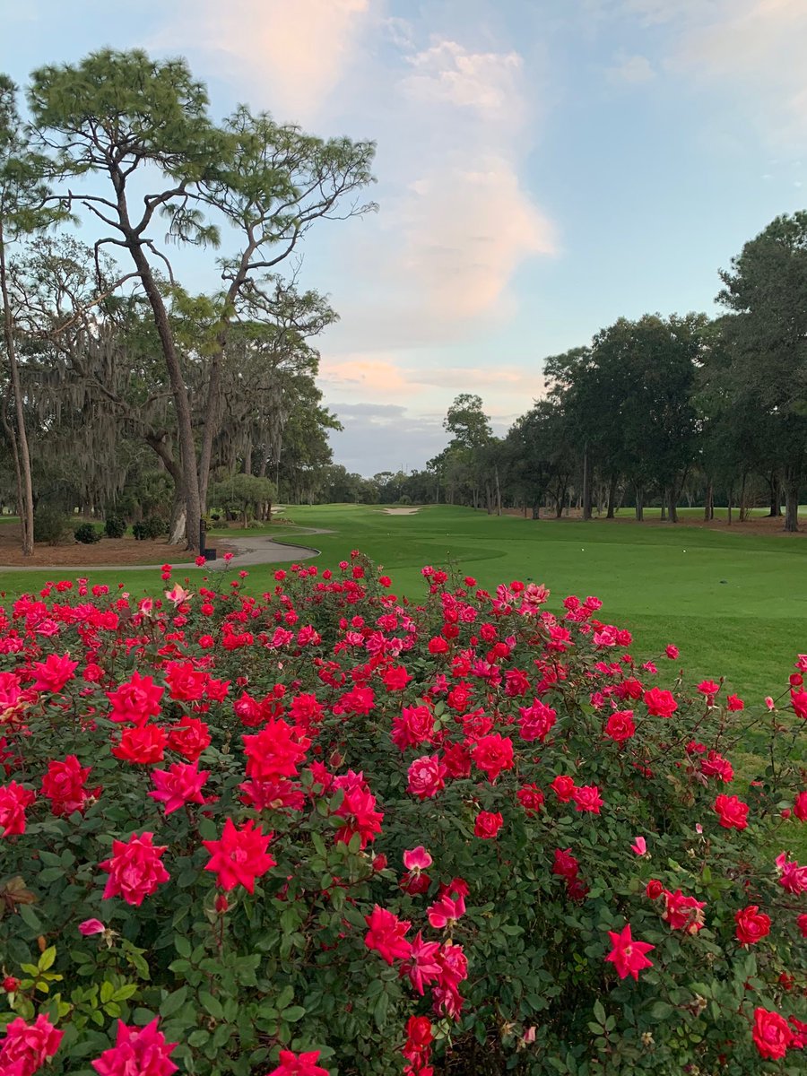 Innisbrook's tweet photo. Heading into the weekend with this beautiful view of Copperhead 🙌 #innisbrooklife #copperheadcourse https://t.co/UVpFzQgn6q