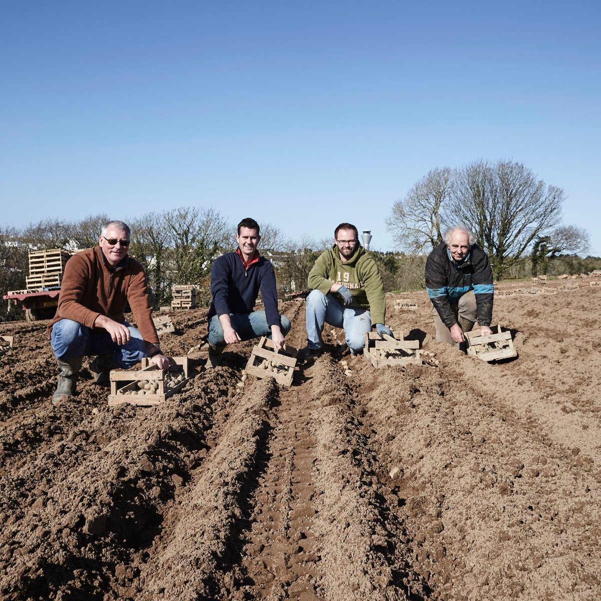 when do jersey royals come into season