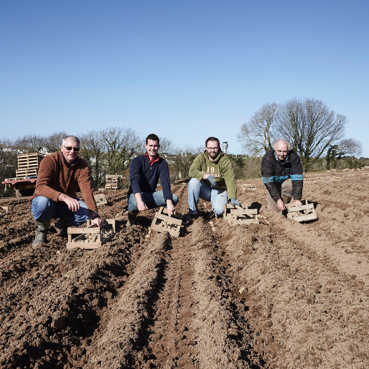 are jersey royals available yet